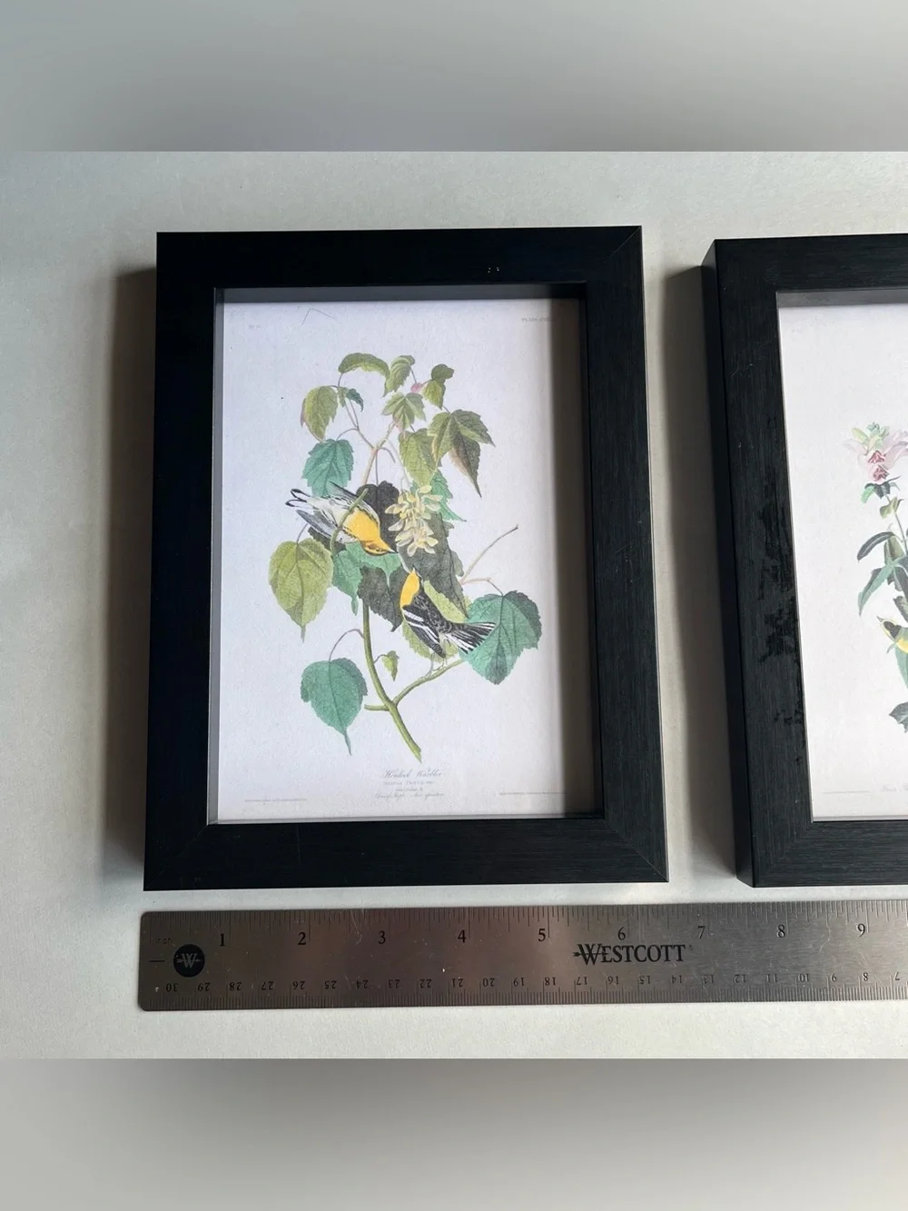 Black Wood Picture Photo Frames w/ Fine Art Prints-Set of 2